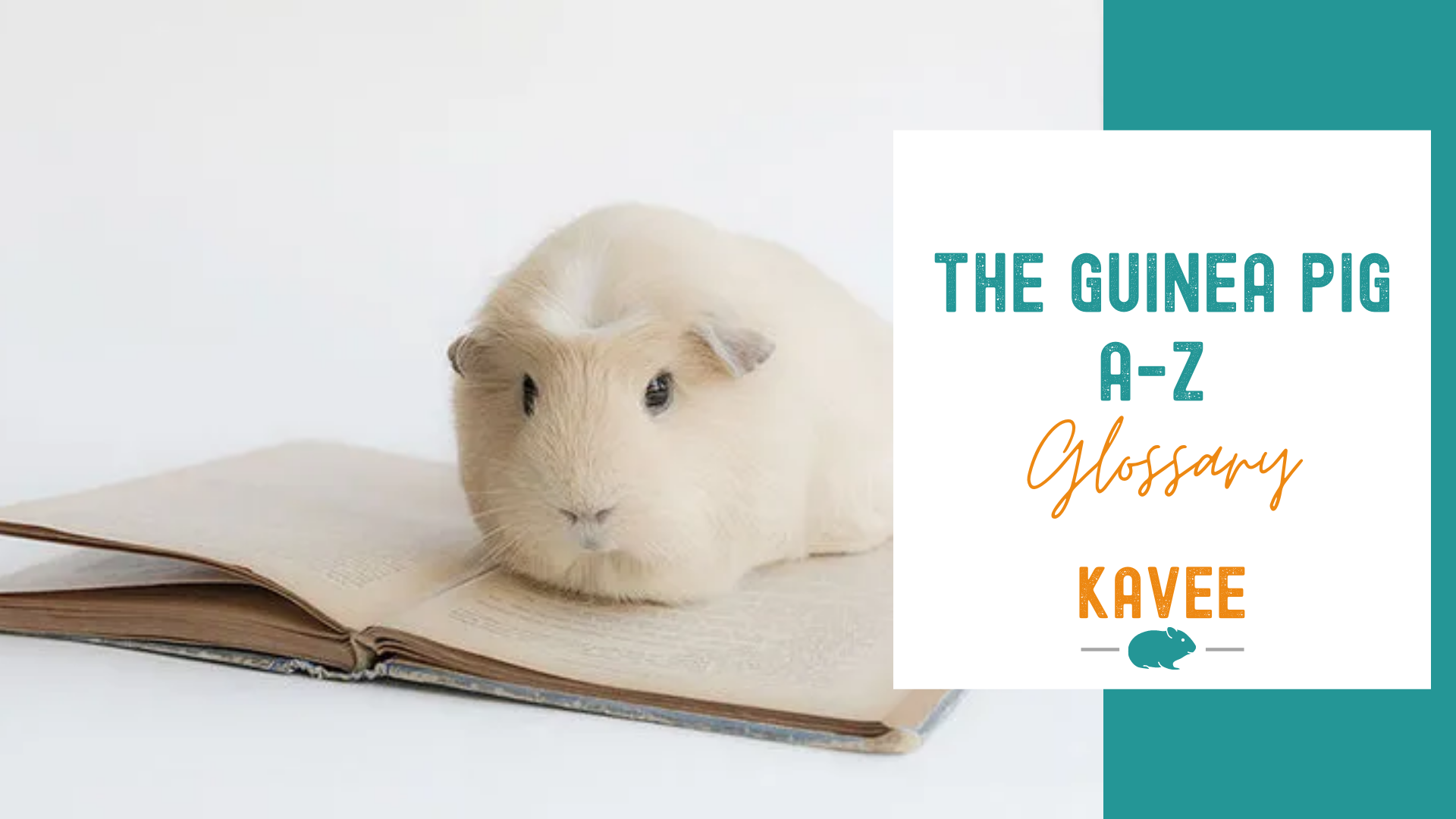 A-Z Guinea Pig Glossary