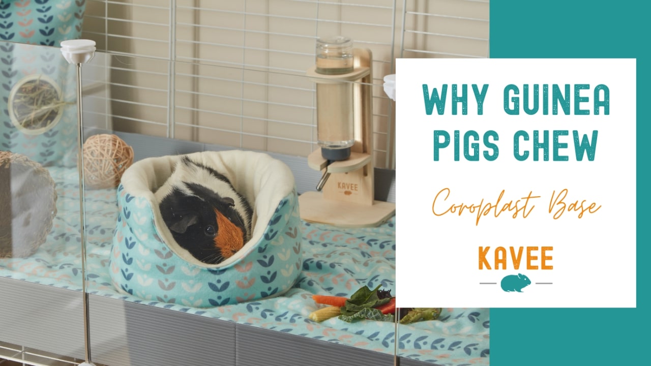 Why guinea pigs chew coroplast base