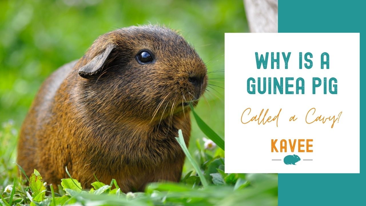 Why is a Guinea Pig Called a Cavy?