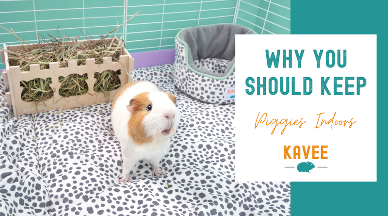 Why you should keep guinea pigs indoors