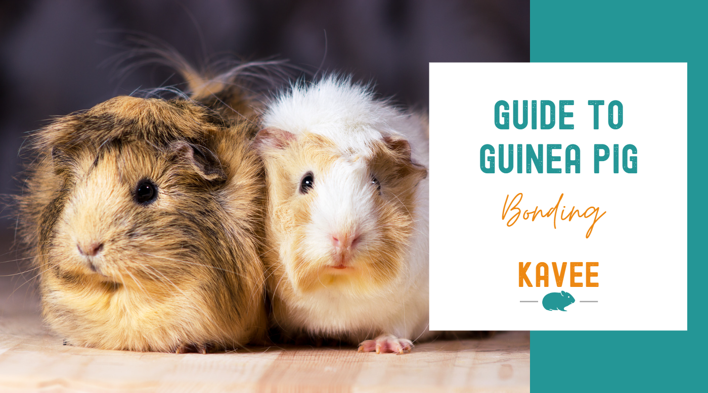 Guide to guinea pig bonding