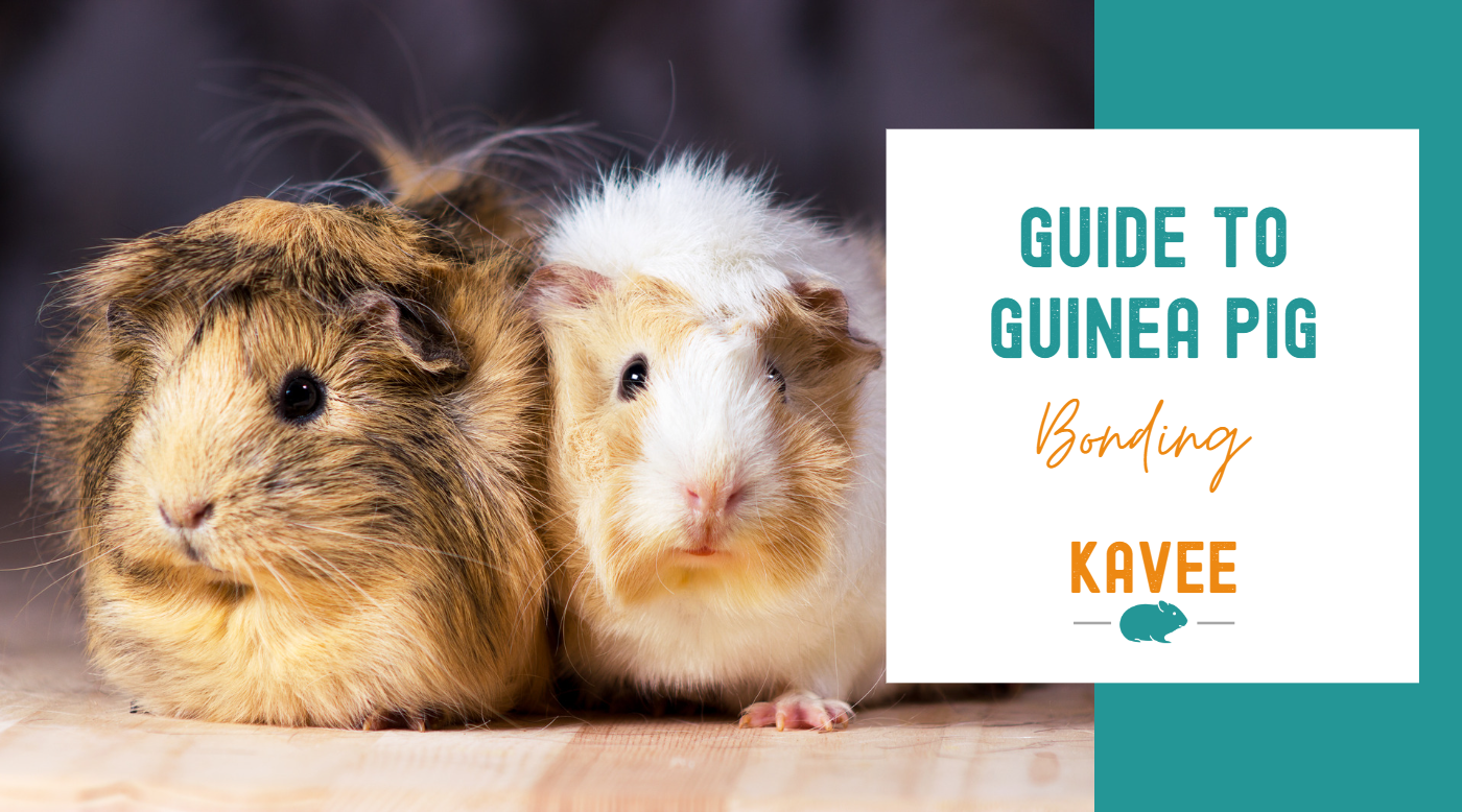 The Ultimate Guide to Guinea Pig Bonding and Pairing | Kavee