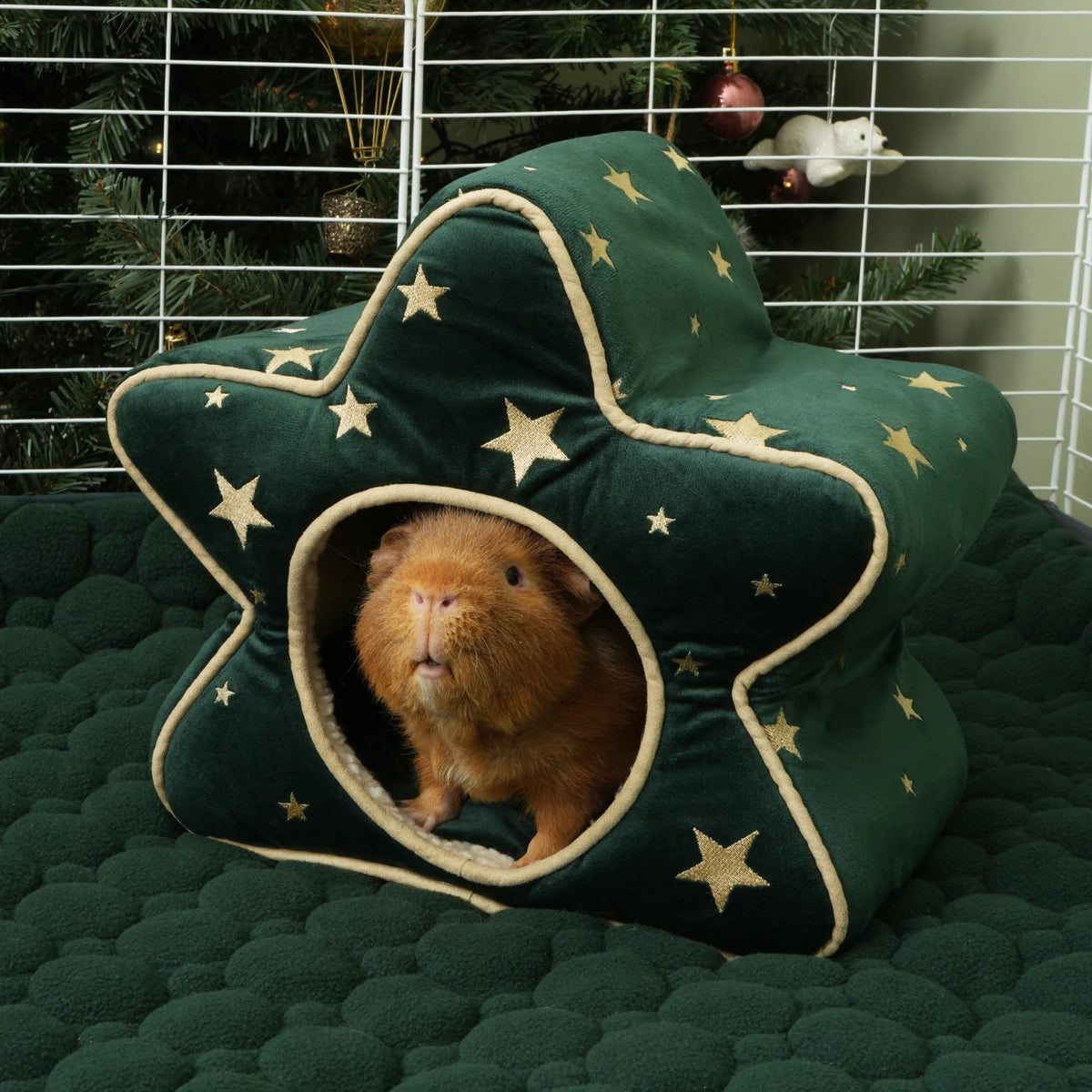 The Christmas Star Hide, in a guinea pig habitat