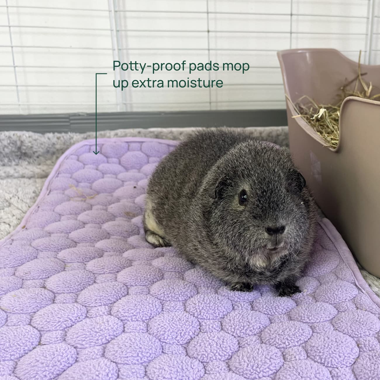 The 5-Piece Clean Habitat Kit