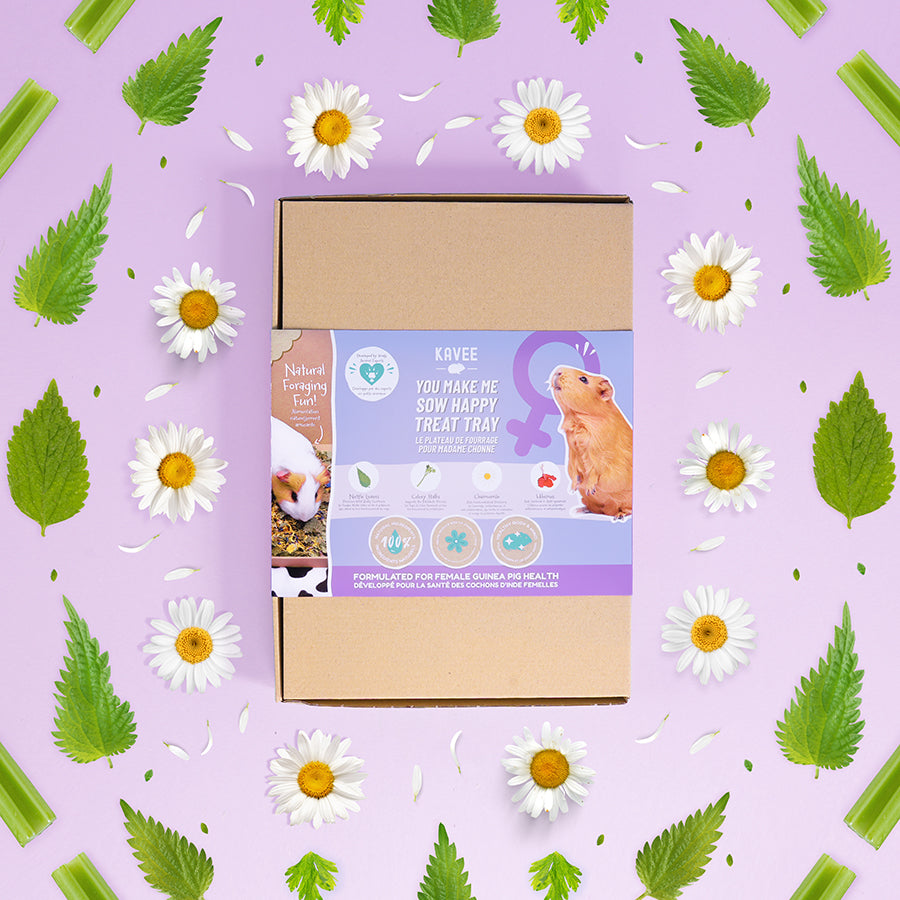 kavee you make me sow happy treat tray for female guinea pigs on lilac floral background