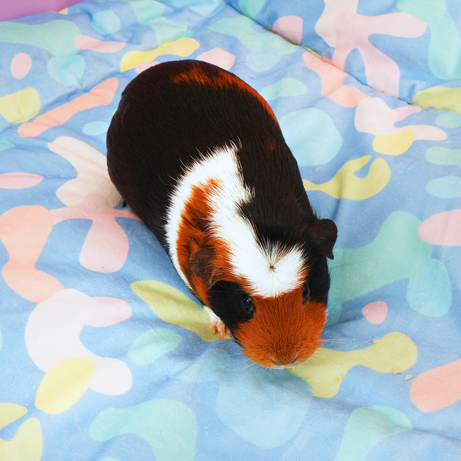 Plush Fleece Liners for Guinea Pigs | Pigcasso Collection