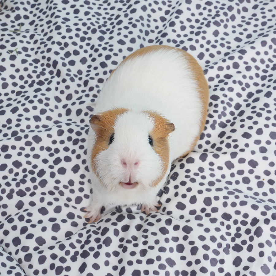 Brown and white guinea pig on Kavee Dreamy Dalmatian Print fleece liner