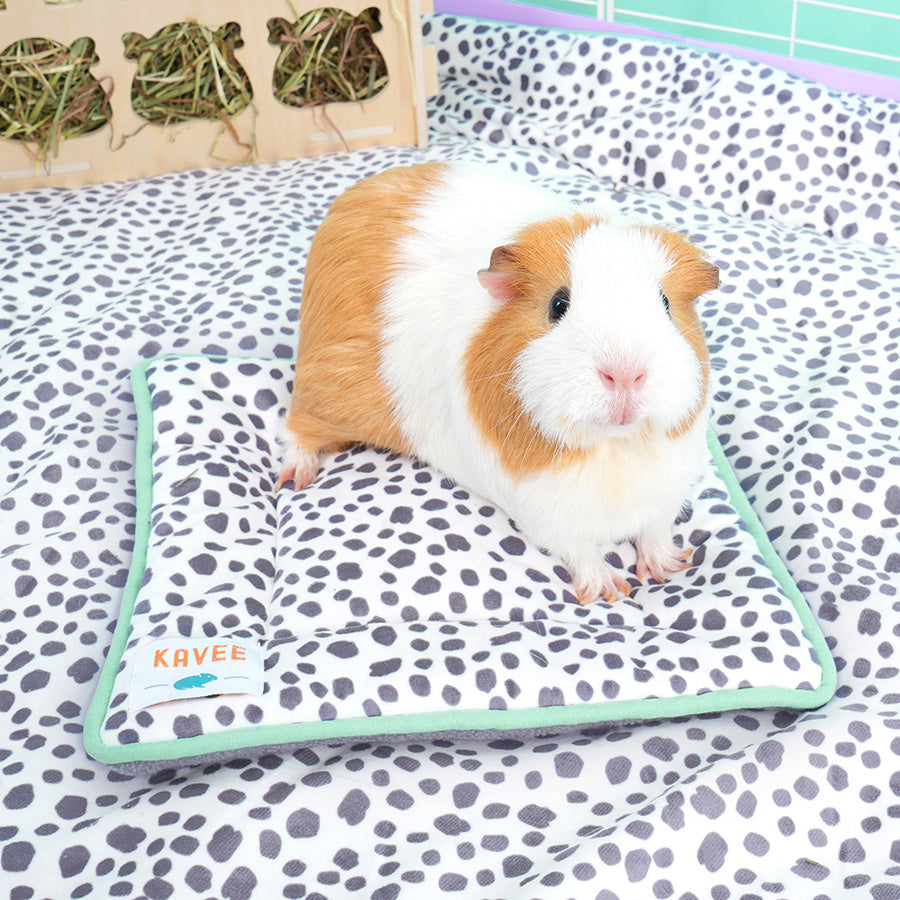 white and brown guinea pig on Kavee dalmatian print peepad on dalmatian print fleece liner in white c&c cage with lilac coroplast