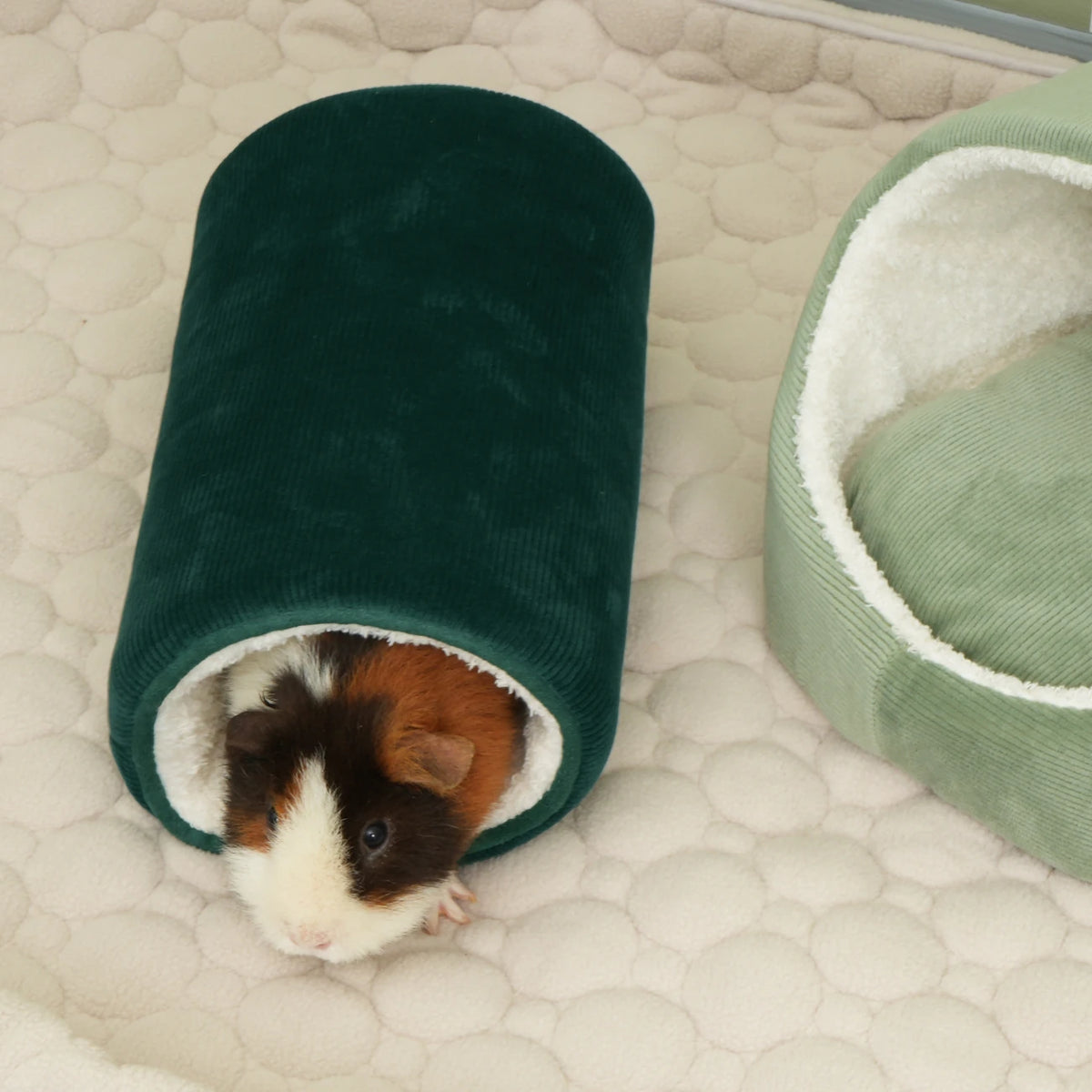 The Tunnel in Rainforest, in a guinea pig habitat