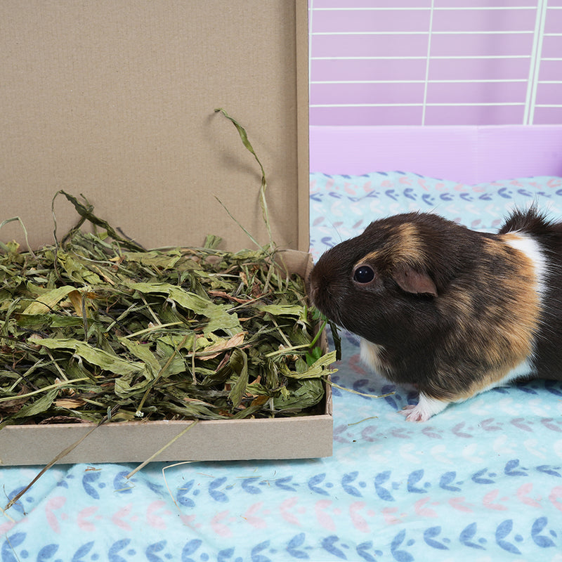 kavee you make me sow happy treat tray for female guinea pigs being eaten by dark brown guinea pig on blue fleece liner