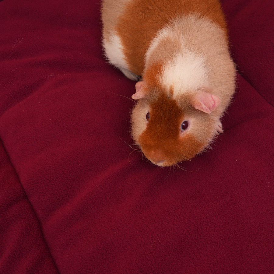 Guinea Pig Fleece Liners | Mushroom | Velvet