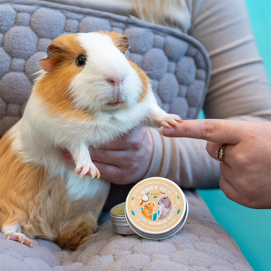 brown and white guinea pig having Kavee wonderbalm rubbed on it's paws