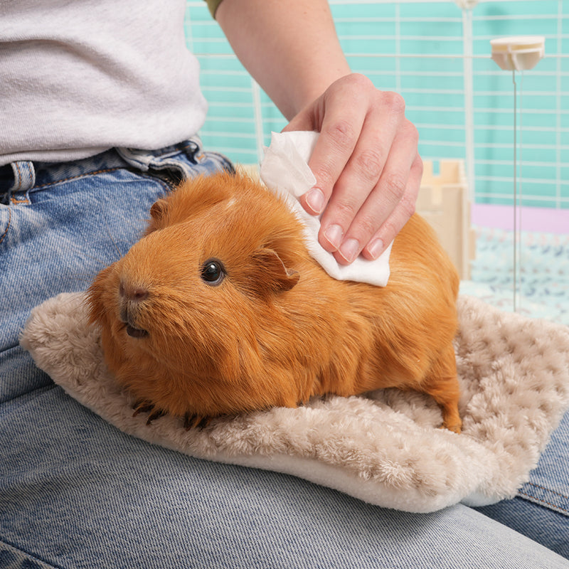 Brown guinea pig on kavee peepad being cleaned by a person with Kavee Cage pet wipes for guinea pigs and rabbits