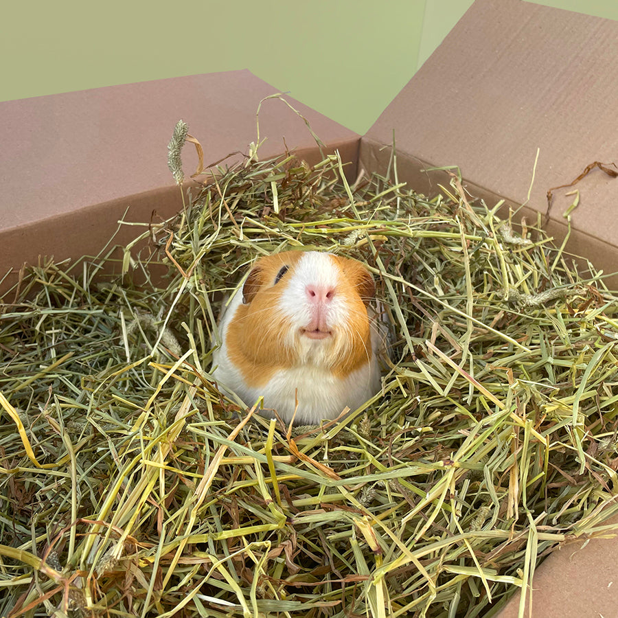 Timothy Hay Box for Guinea Pigs and Rabbits - Main Image