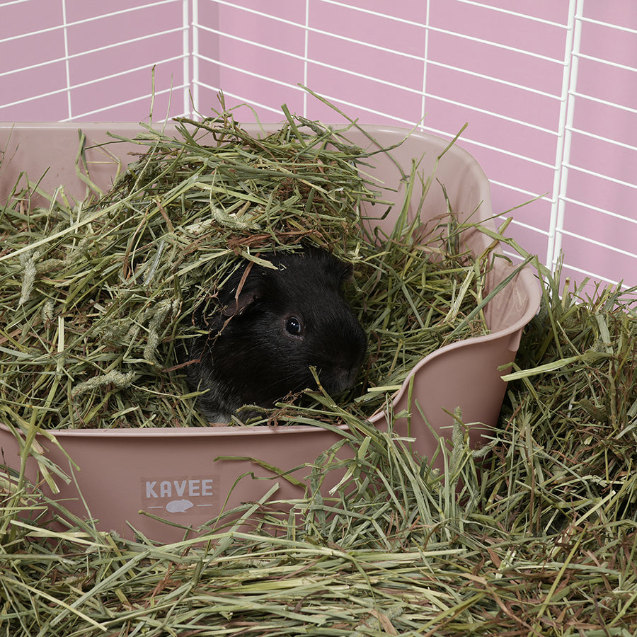 Litter Tray for Guinea Pigs and Rabbits