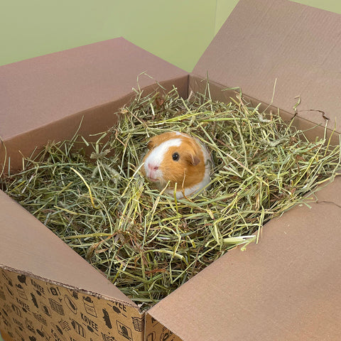 Timothy Hay Box 2kg | Guinea Pig Hay