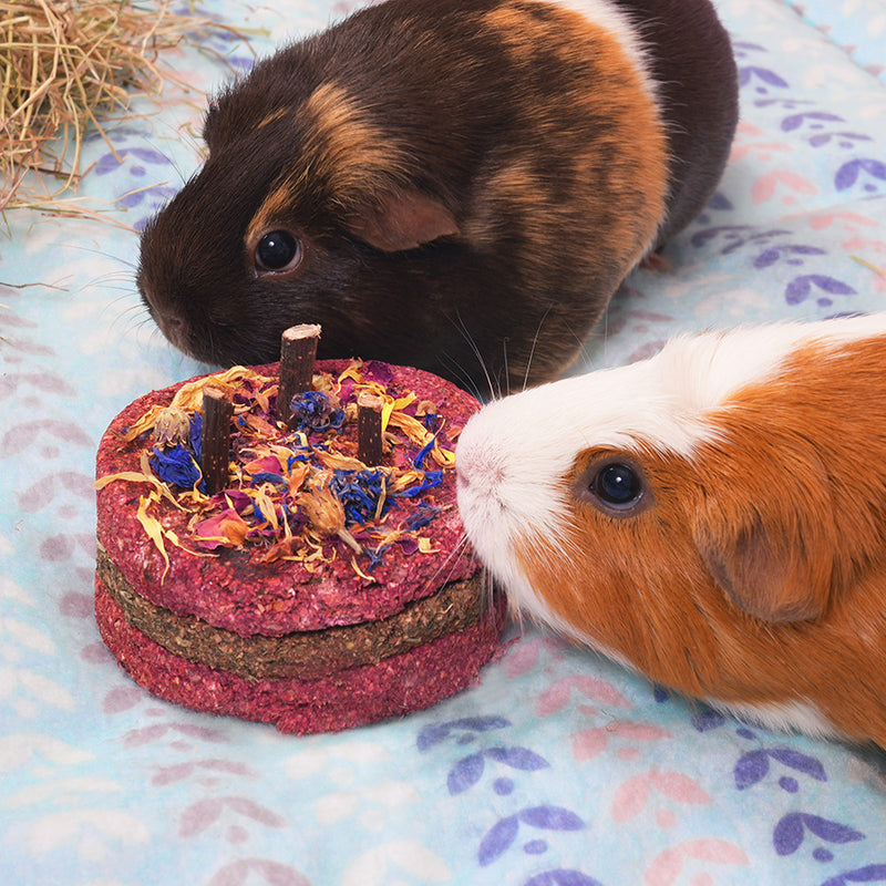 Kavee celebration cake for guinea pigs and rabbit being nibbled by a brown and white guinea pig & brown guinea pig on fleece liner with hay in the background