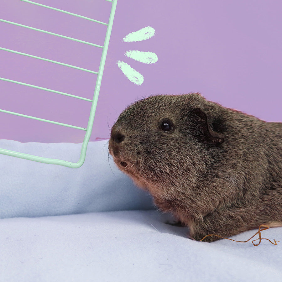 Coloured Grids for C&C Guinea Pig Cage
