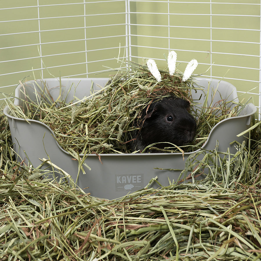 Timothy Hay Box 2kg | Guinea Pig Hay