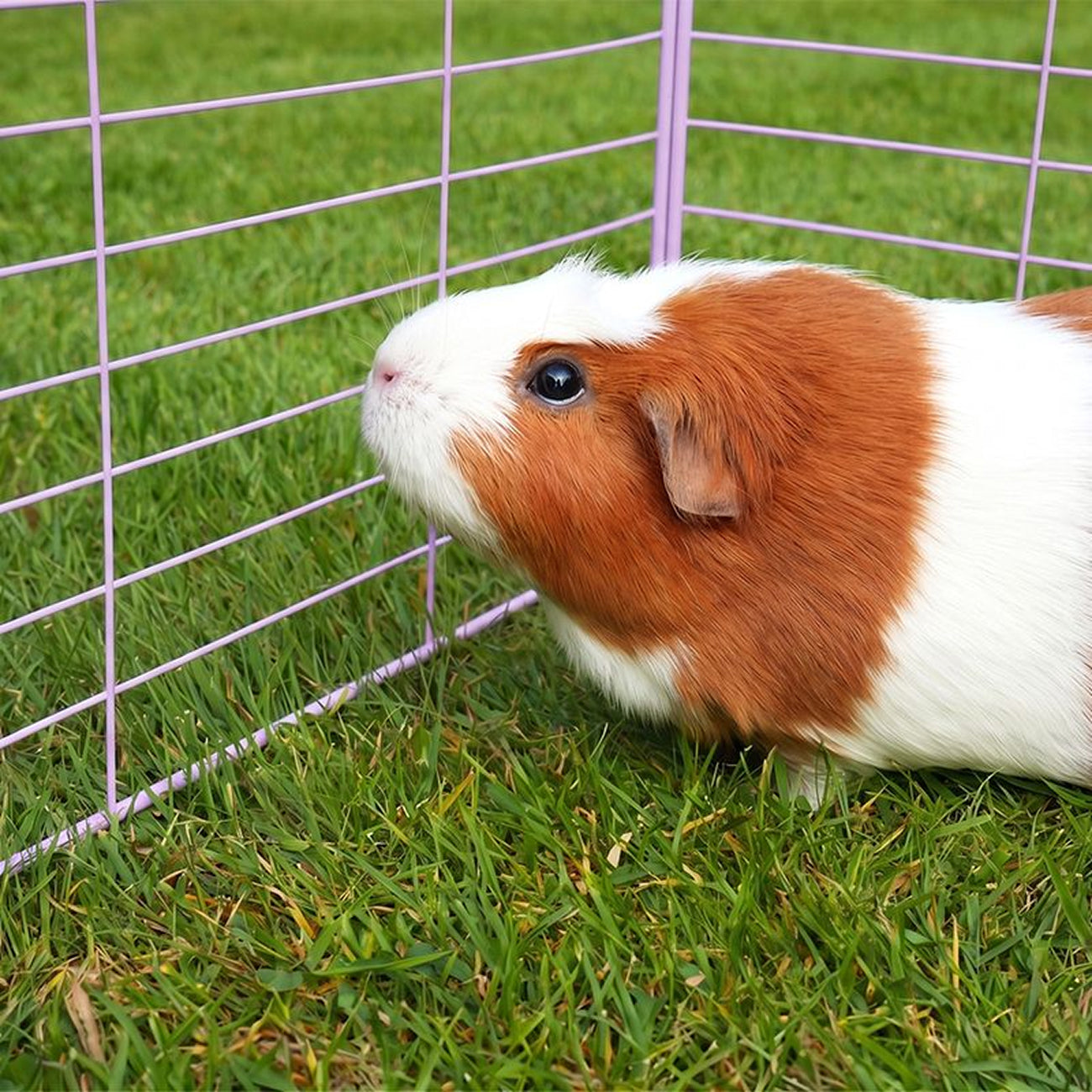 Outdoor C&C Run for Guinea Pigs