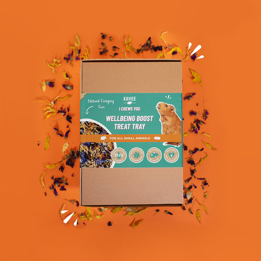 Kavee Cage wellbeing boost treat forage tray for small animals on orange background with petal decoration