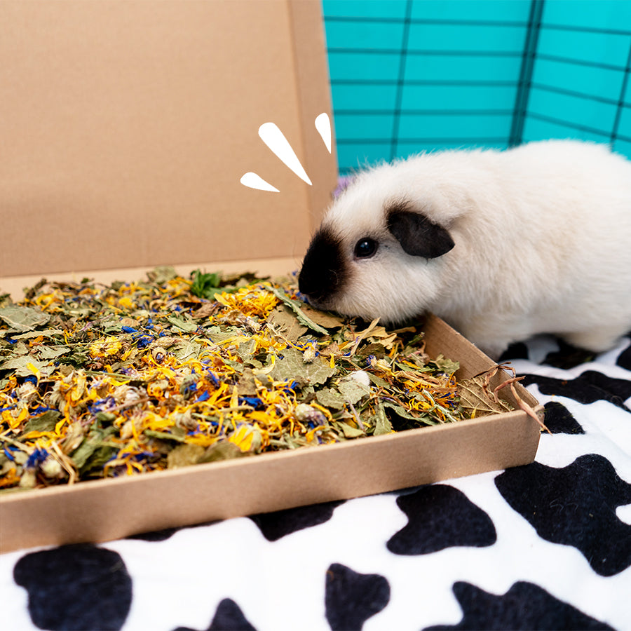 White guinea pig eating forage mix from cardboard box in black cage on cow print liner by Kavee