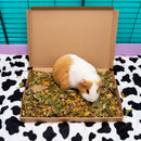 Brown and white guinea pig in Kavee brown wellbeing boost tray box eating forage mix in black cage on cow print liner