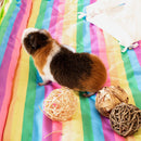 a guinea pig stretching on a rainbow fleece liner by kavee