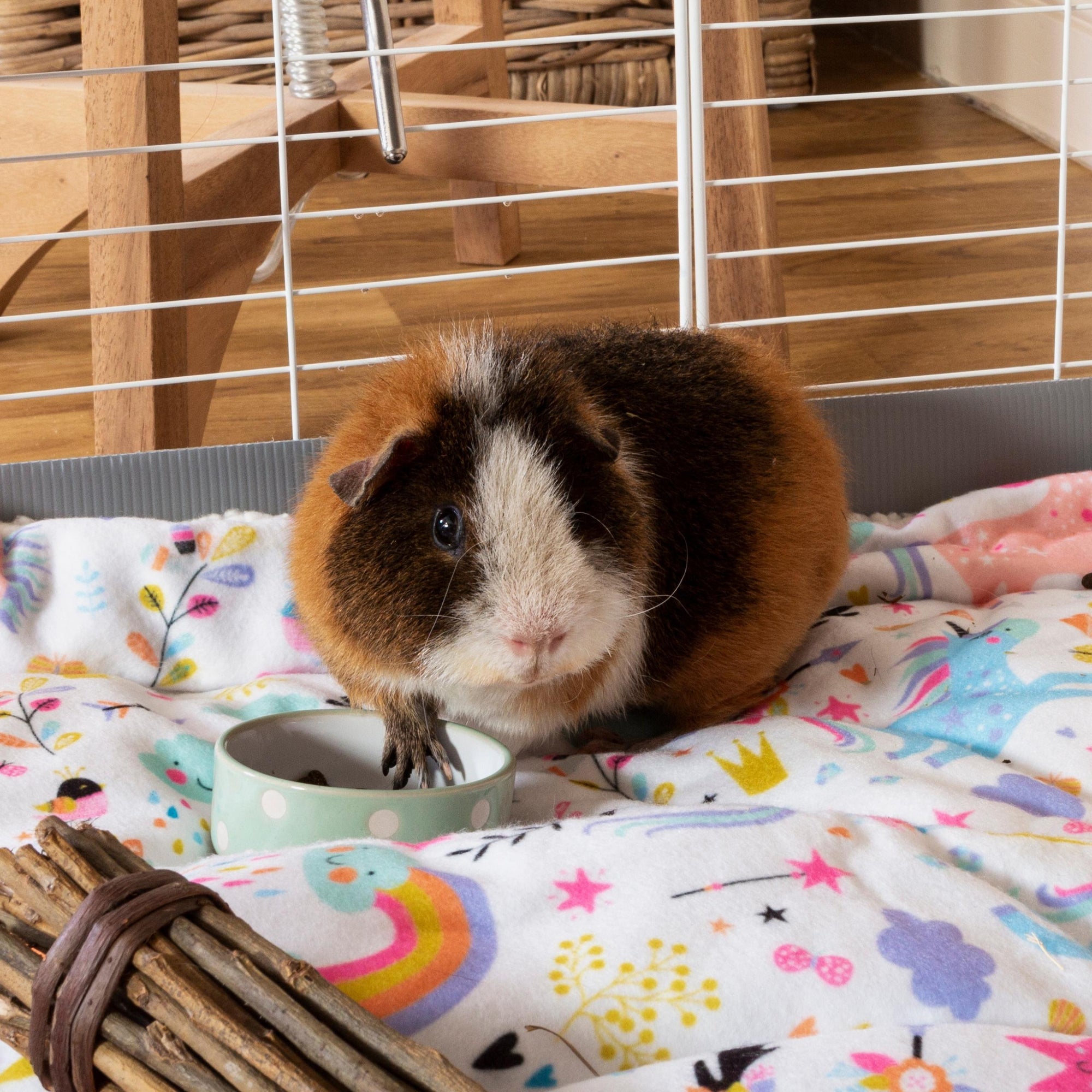 a brown rex teddy guinea pig on a unicorn fleece liner by kavee