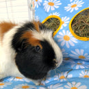 tri colored guinea pig sitting in front daisy print haybag on daisy fleece liner