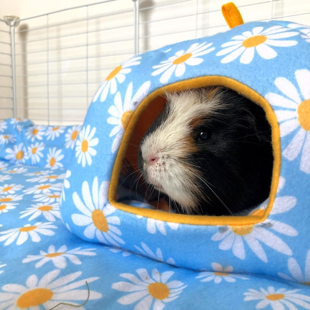 tri colored Guinea pig sitting inside of daisy fleece hidey house on daisy fleece liner