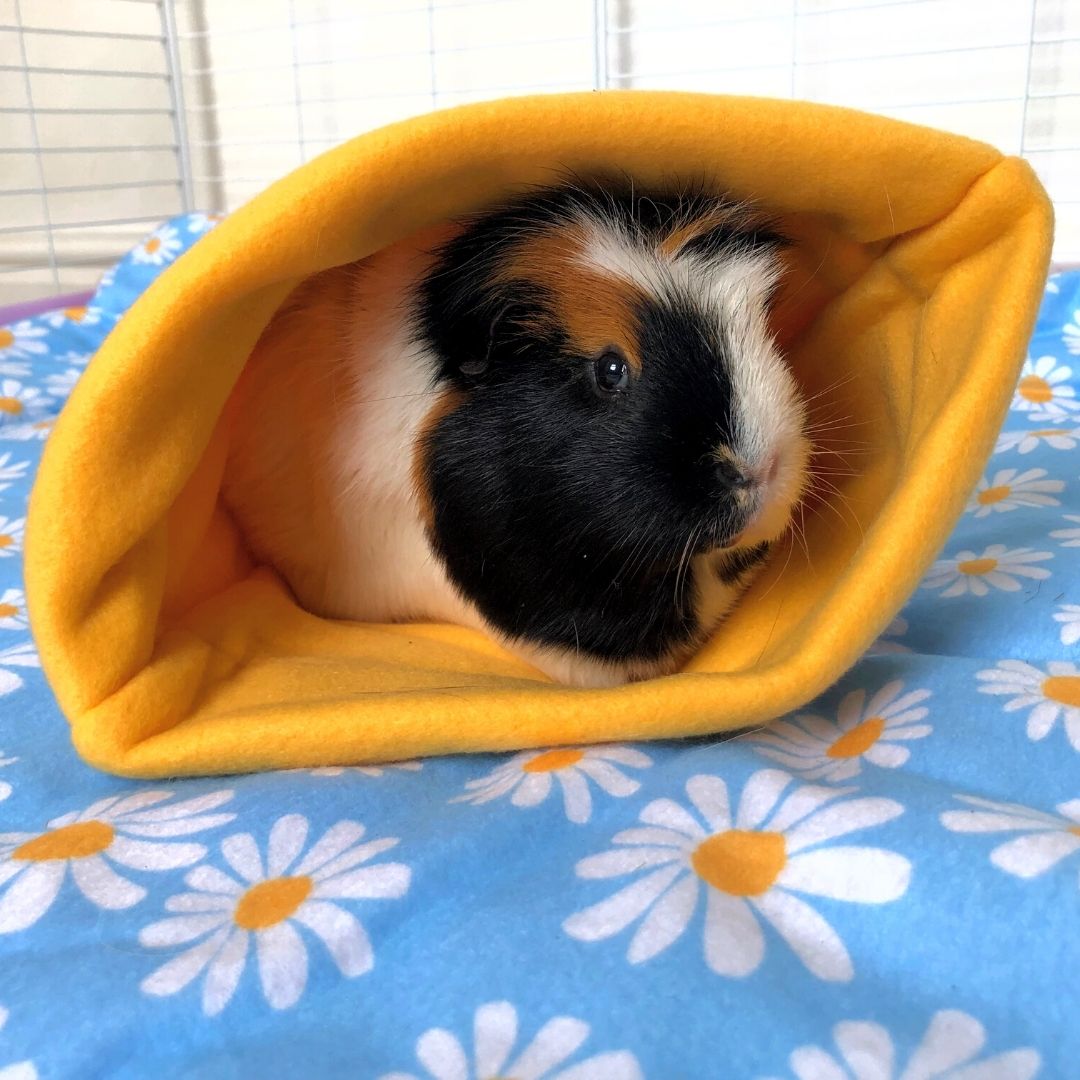 tri colored guinea pig laying in daisy fleece sleep sack on daisy fleece liner