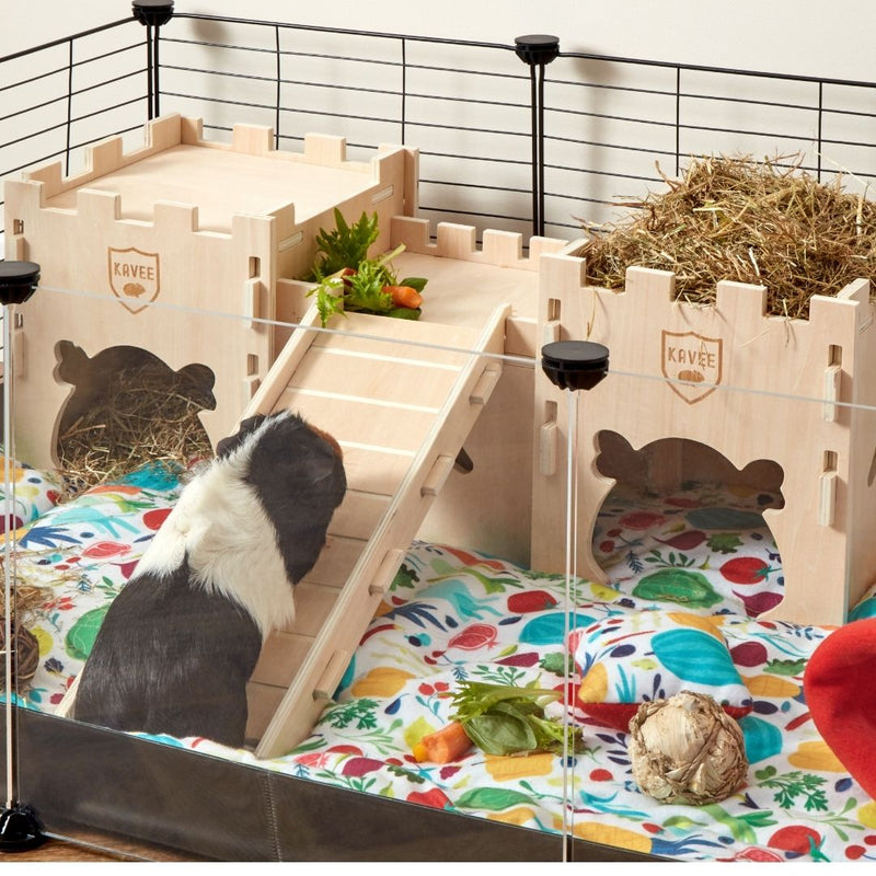 tri coloured guinea pig using ramp up to kavee wooden fort castle on veggie liner in c and c cage