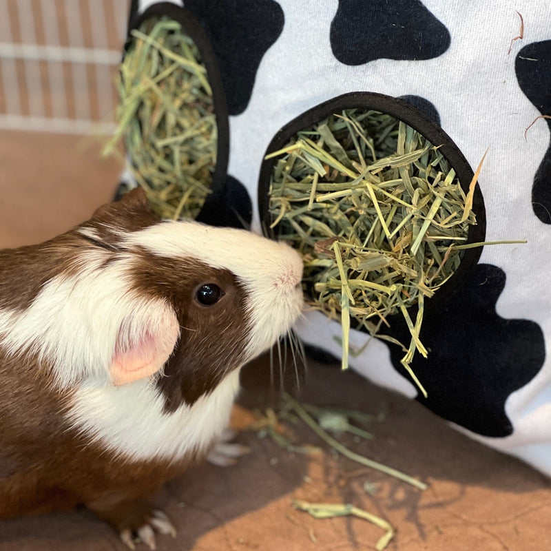 a brown and white guinea pig using a cowprint fleece haybag from kavee