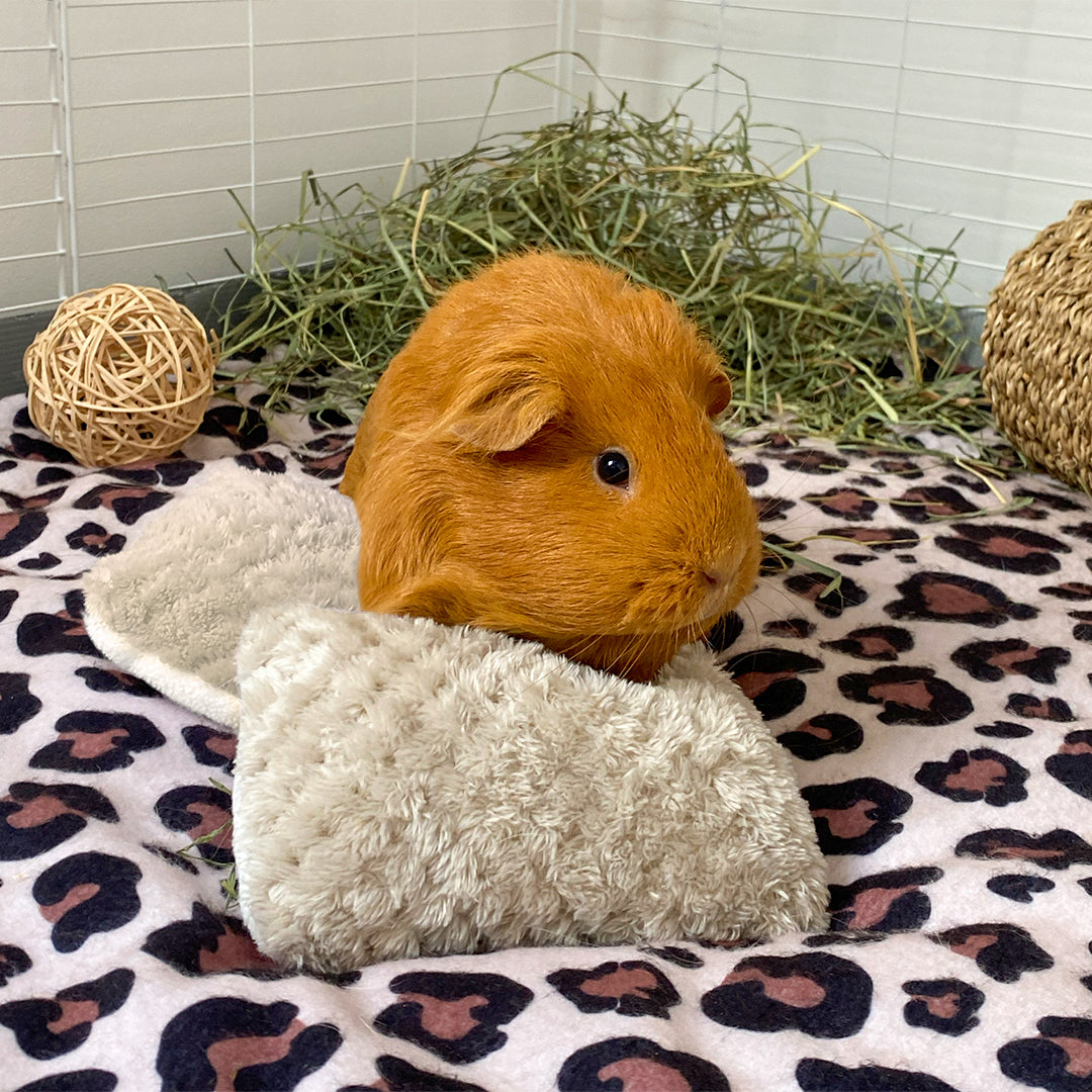 a ginger guinea pig lay on top of kavee taupe pillows