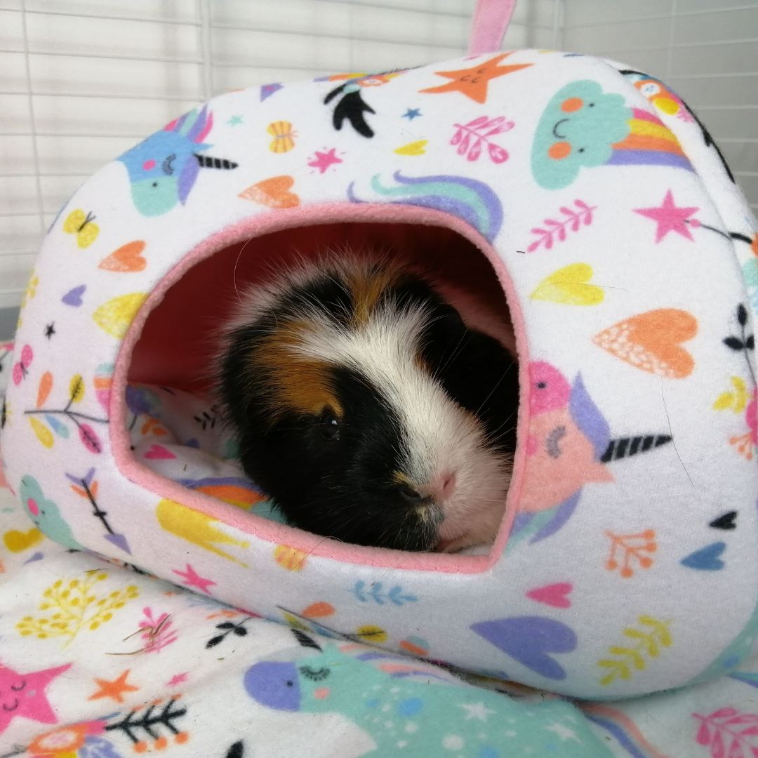 a guinea pig using a hidey house made of pink unicorn fleece by kavee