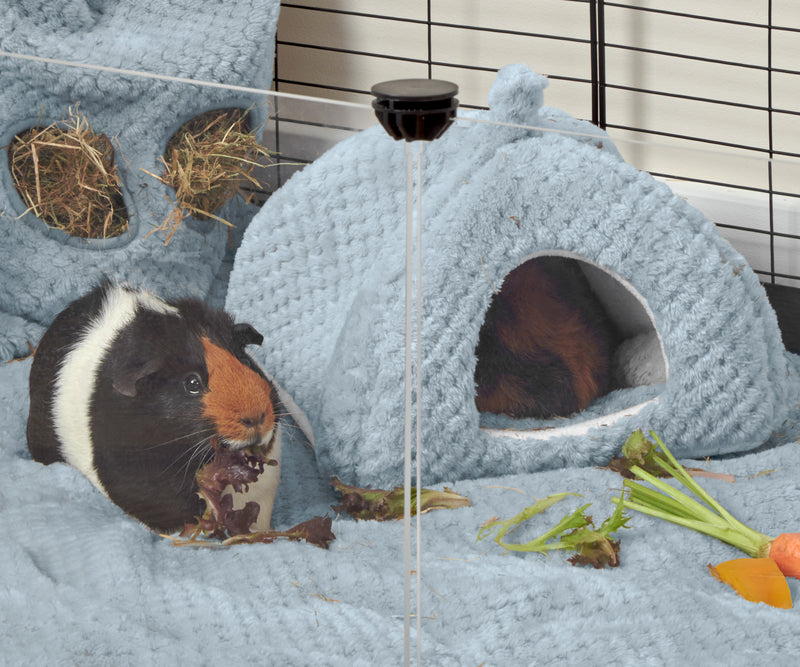 guinea pig sleeping inside a kavee blue fleece house on blue fleece liner bedding