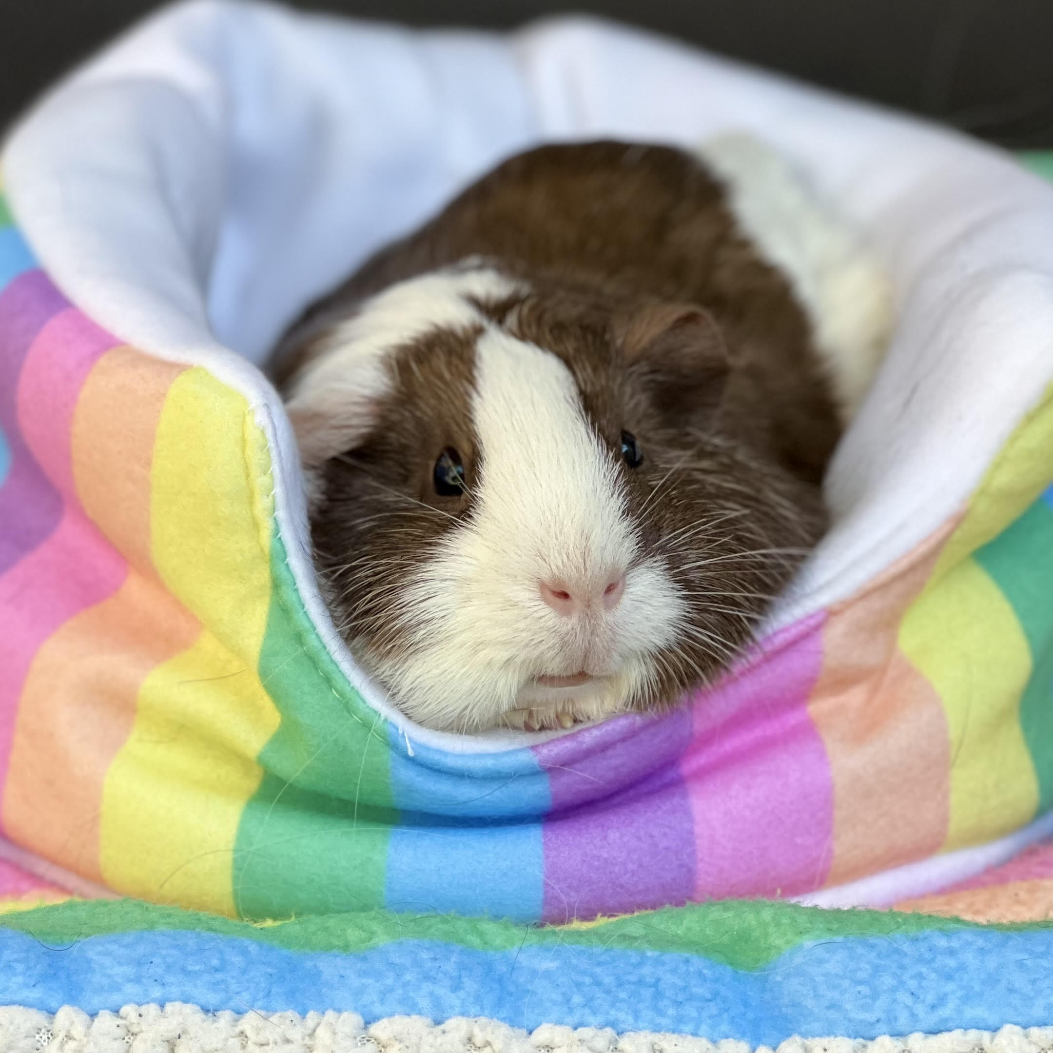 Guinea pig accessories hotsell